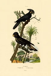 Black Palm Cockatoo